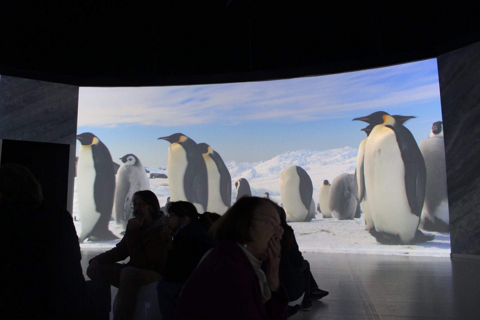 Entartica Pingouins musée des Confluences Lyon @francoyse krier