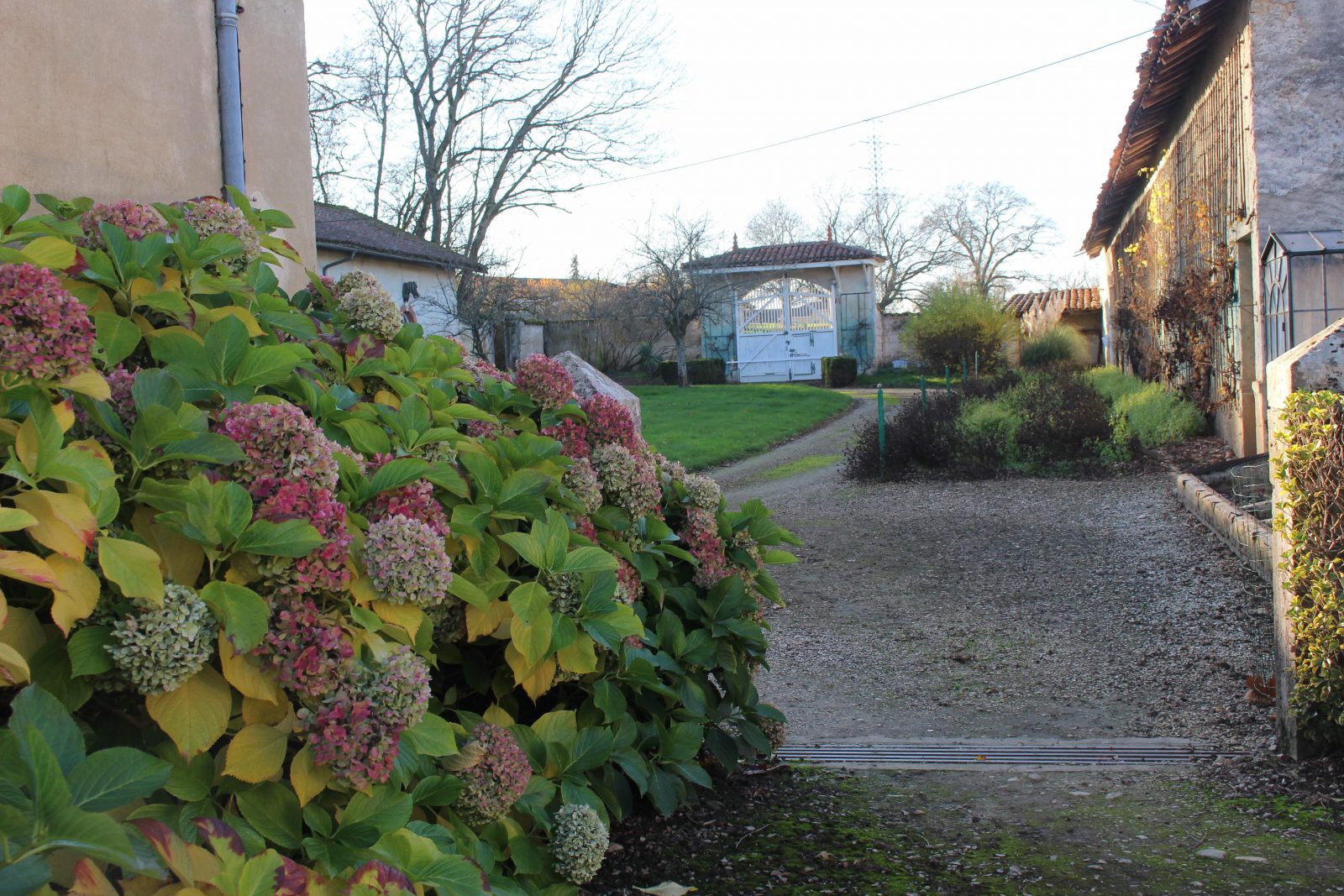 chateau-niii-Fleyriat - hortensias @ francoyse Krier