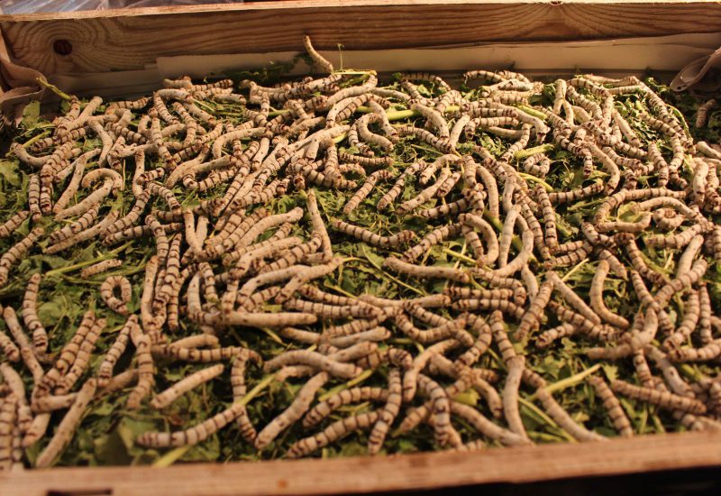 Lyon vers à soie marché de la soie @françoyse Krier