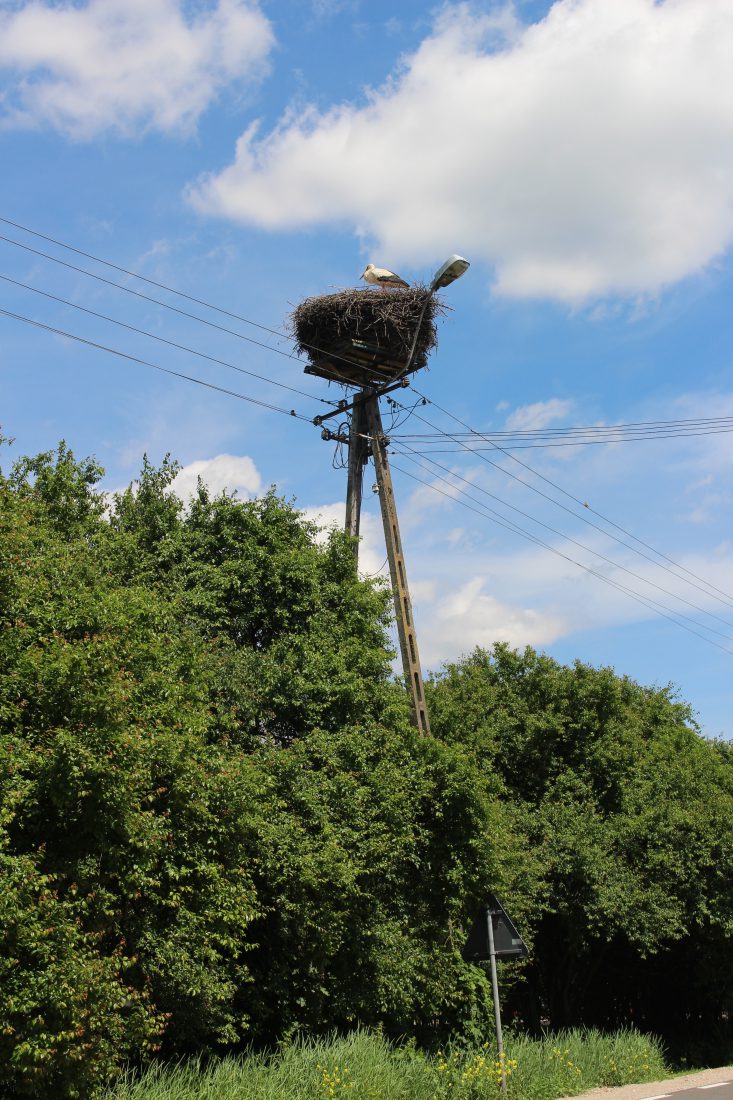 pologne nid de cigognes