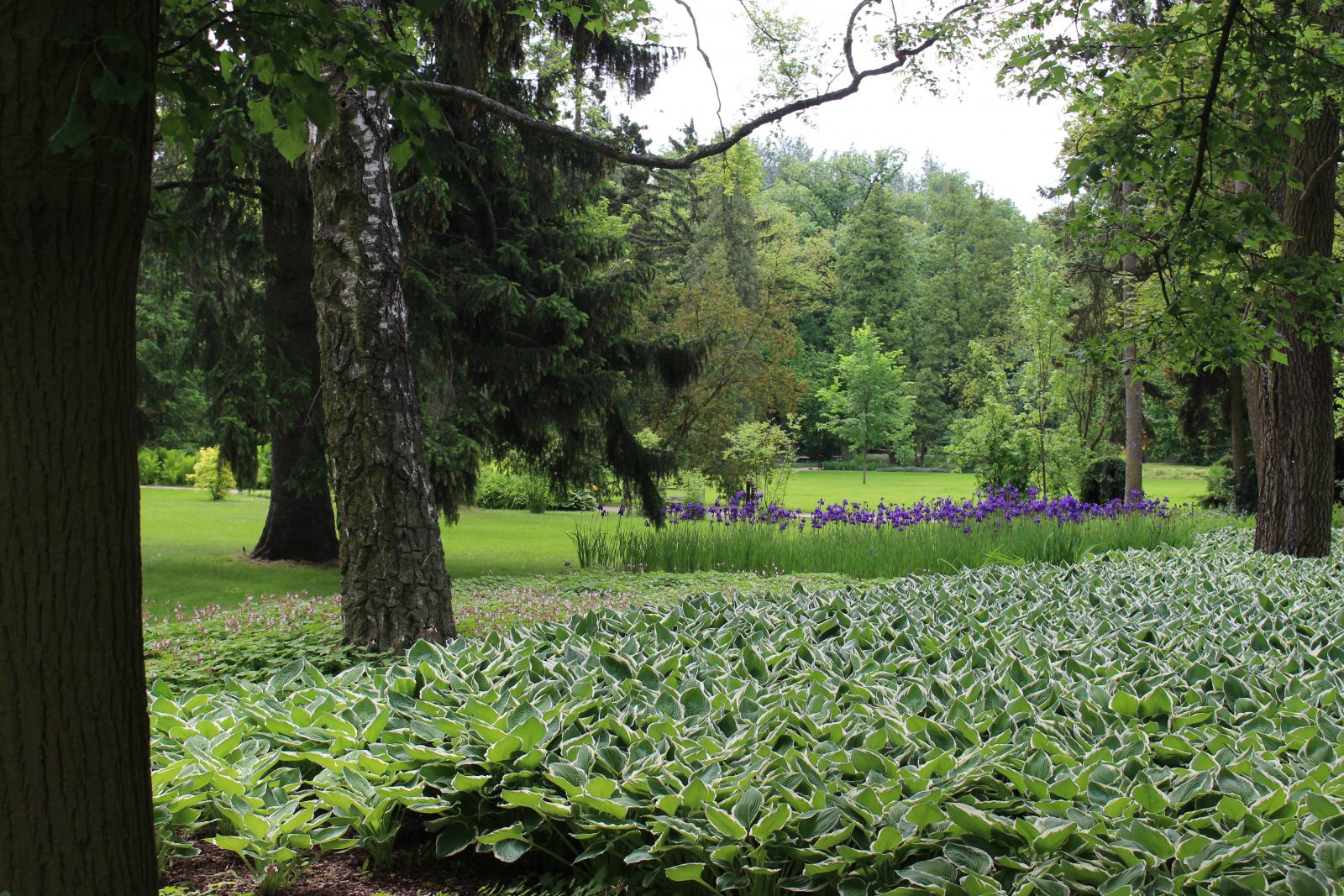 Zelazowa Wola parc végétation