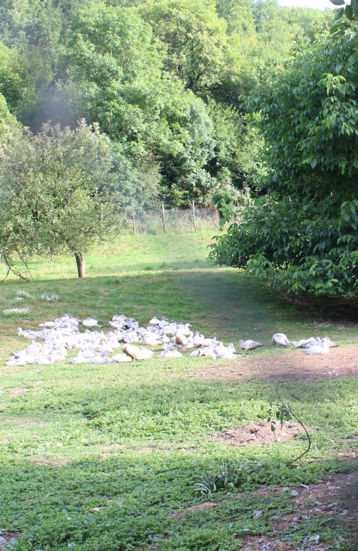 Monteils Jacky Carles - ses canards