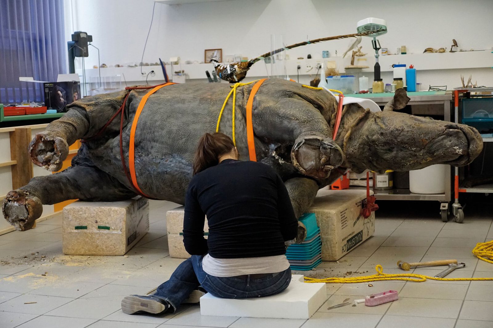 MHNF Fribourg Rhina rhinocéros restauration par Evelyne Rotzetta