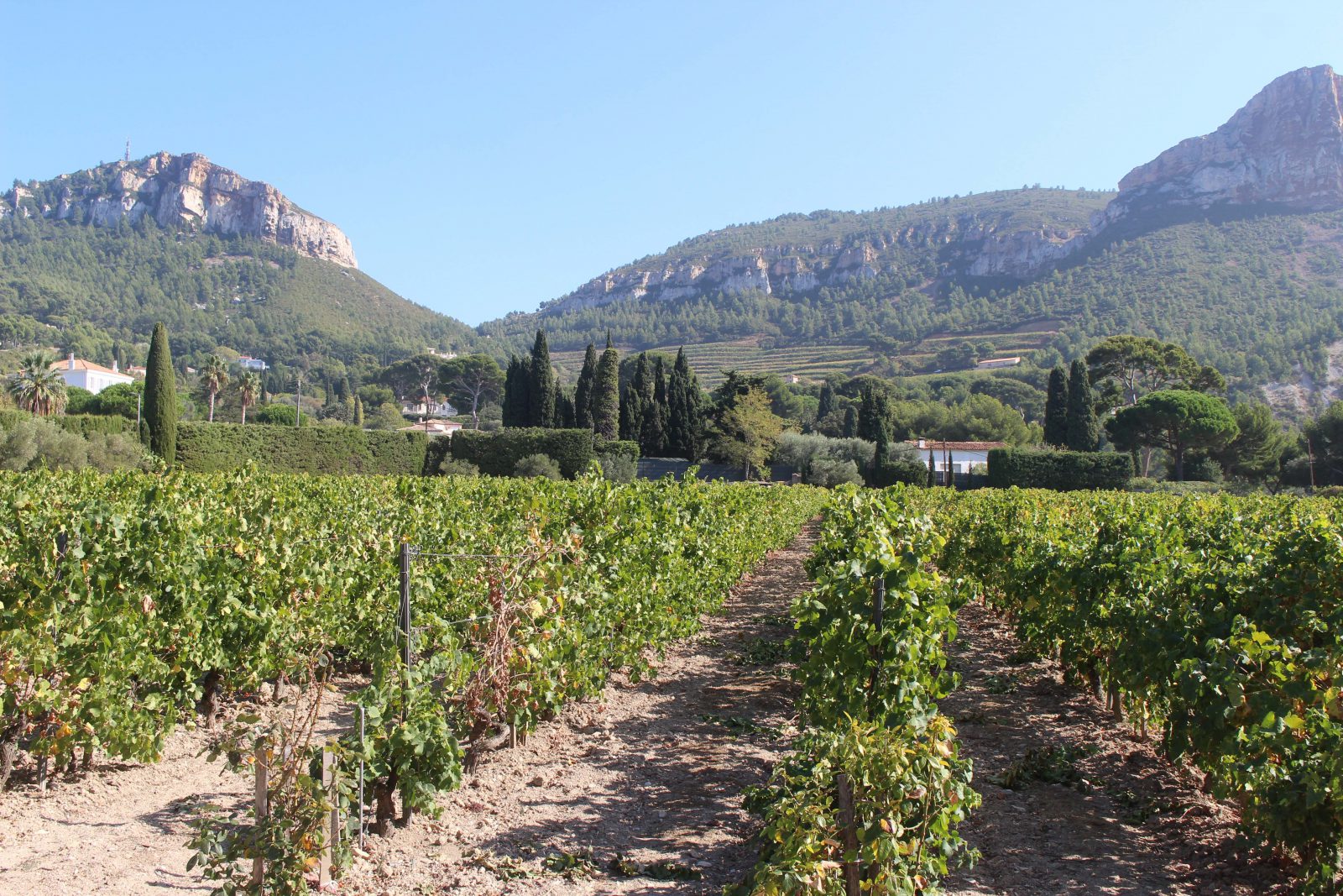 Cassis le Clos Ste magdeleine