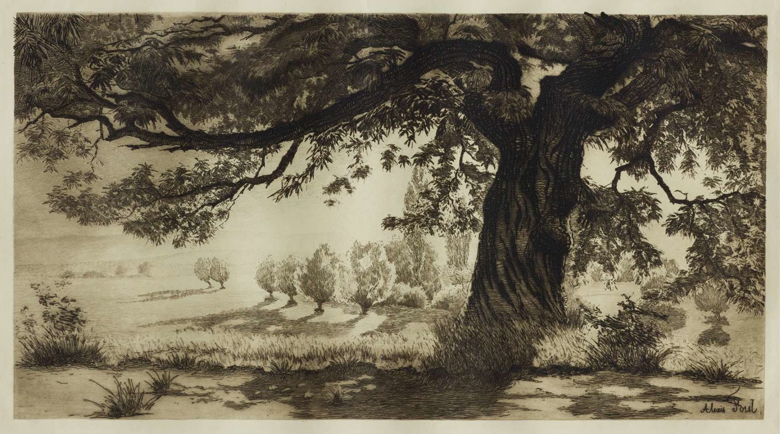 Alexis Forel, Châtaignier à Joulens, Vaud, 1881-1887, eau-forte et aquatinte
