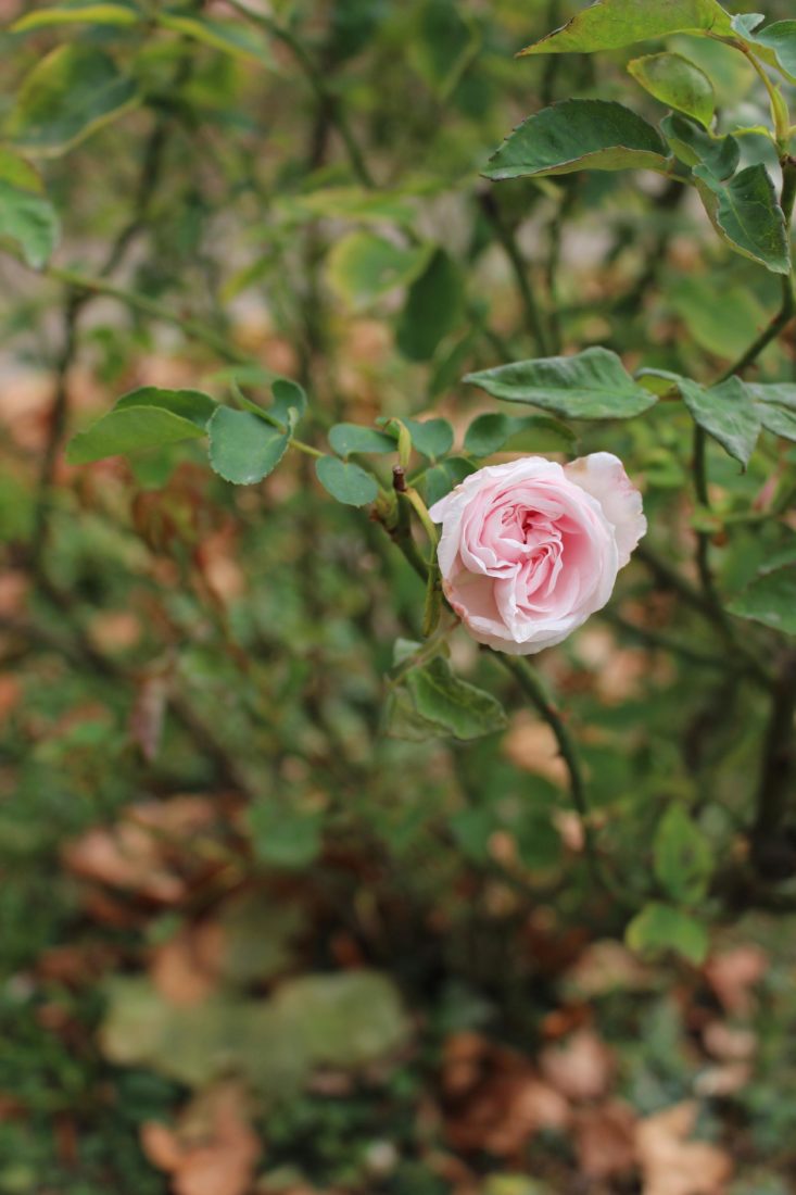 ferney Voltaire Rose au jardin 