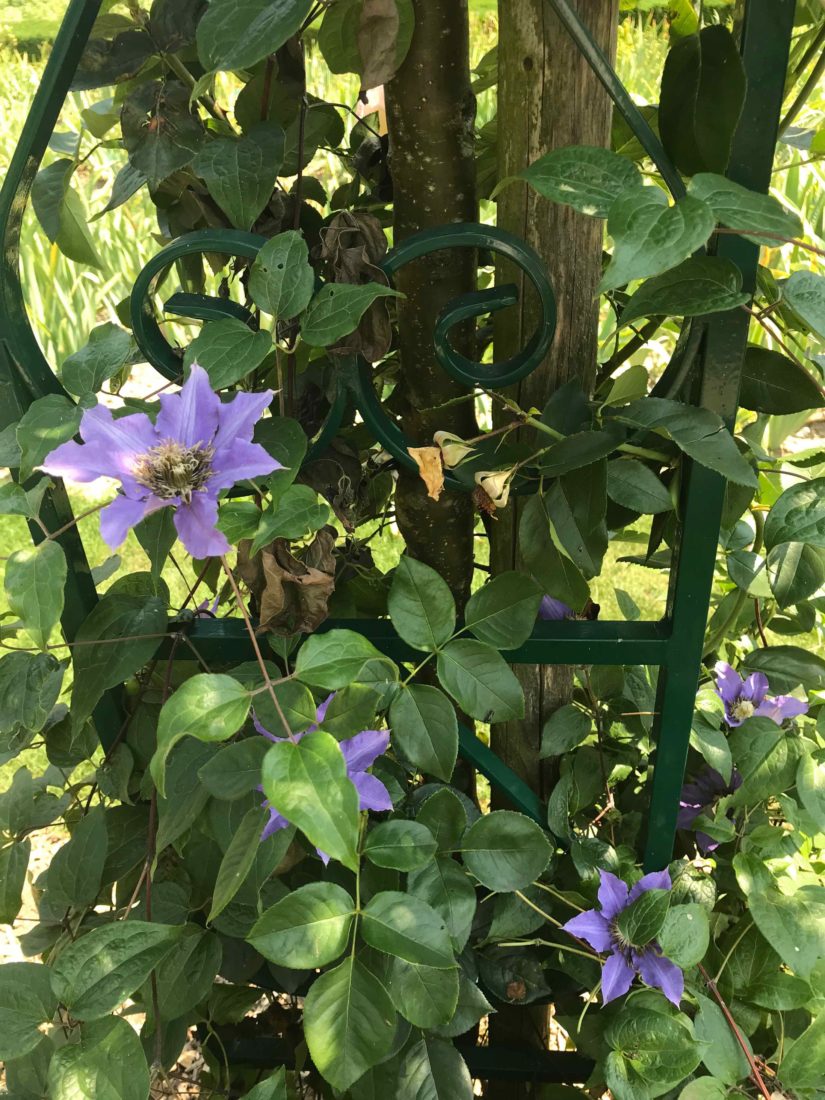  jardin de Vuillerens fleurs mauves