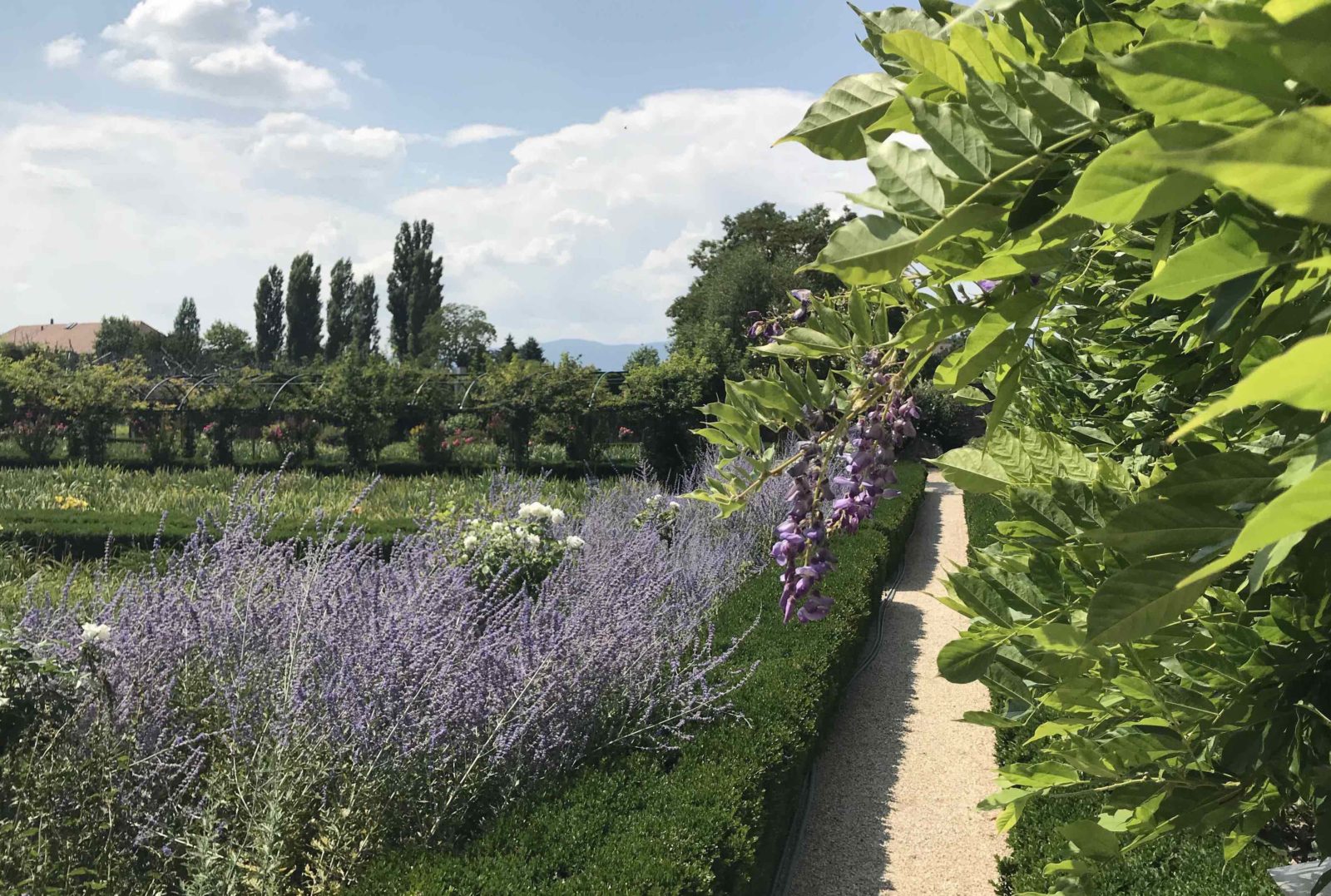 jardins de Vuillerens glycines et lavandes