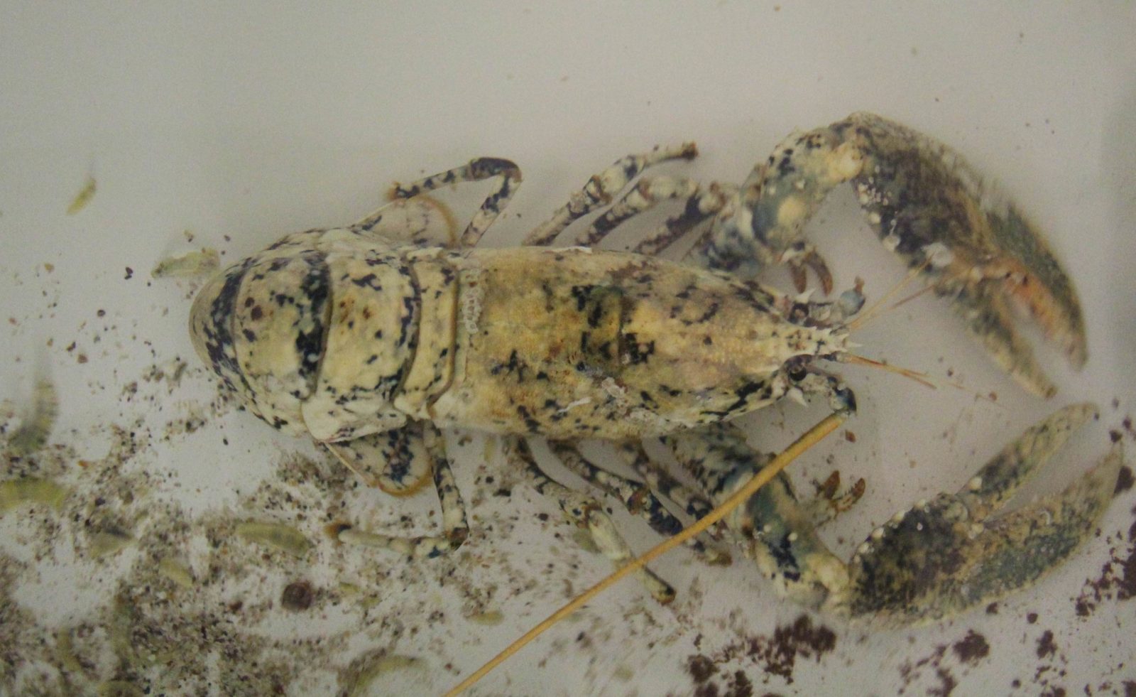  Maison du Site des Deux Caps homard albinos