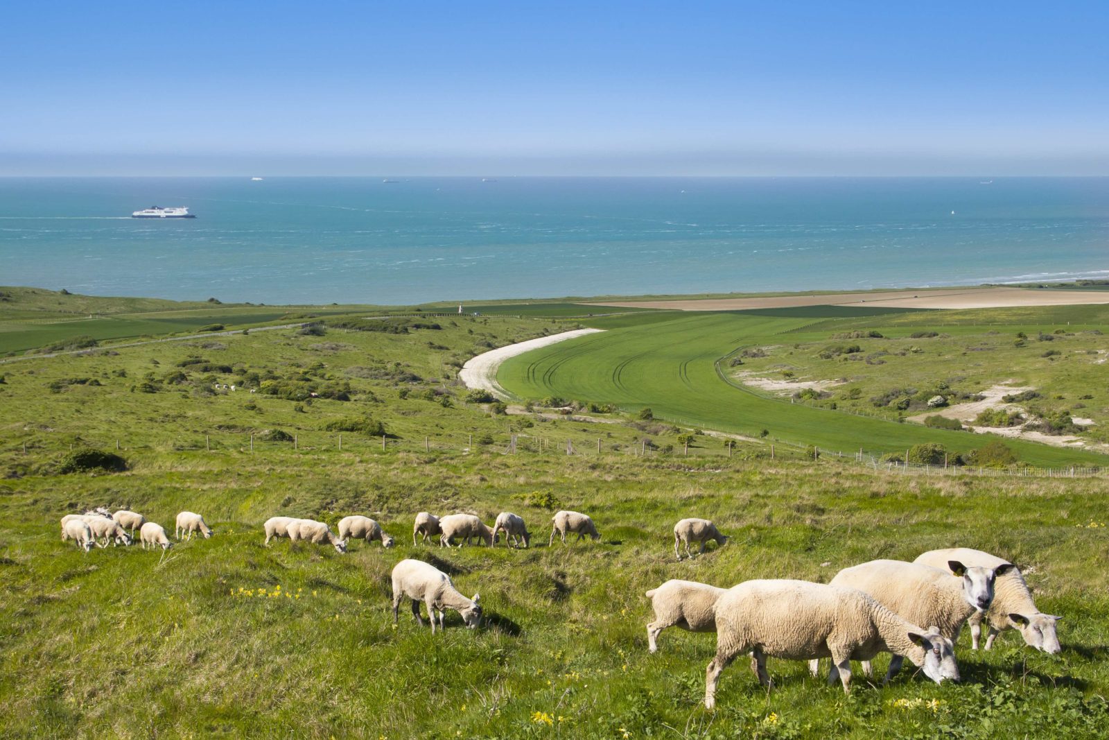 moutons au Cap Blanc nez