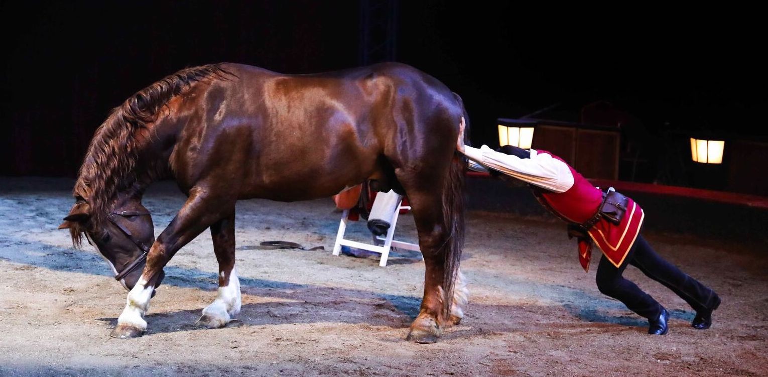 Cirque Alexis Gruss cheval facétieux Cirque Alexis Gruss cheval facétieux