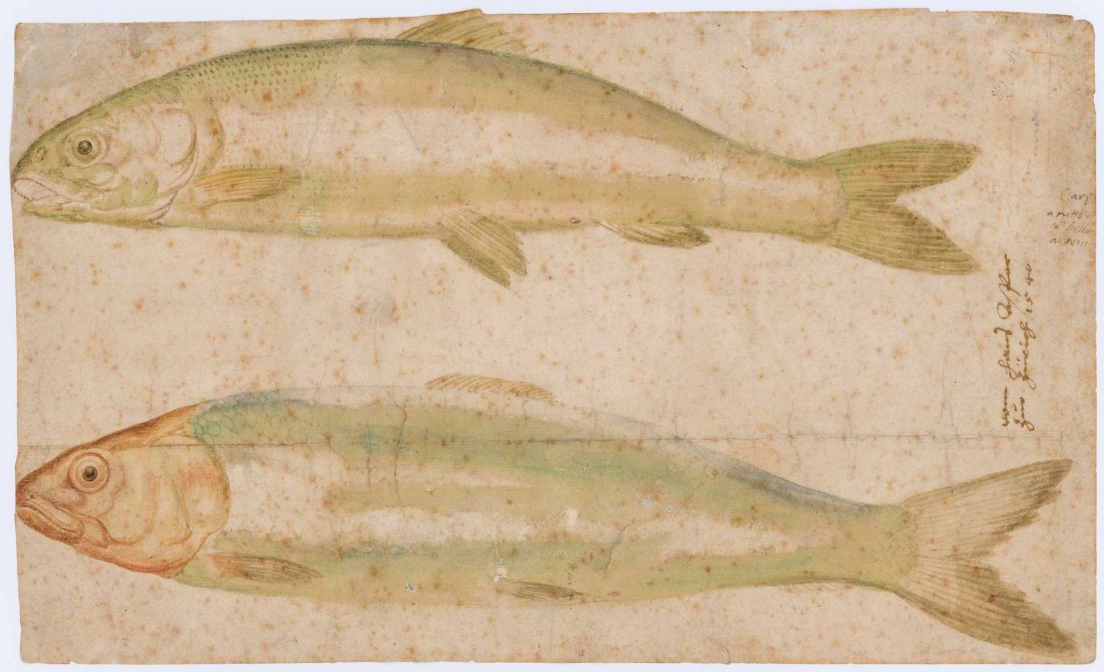 Hans Asper, Poissons | 1540, dessin aquarellé 