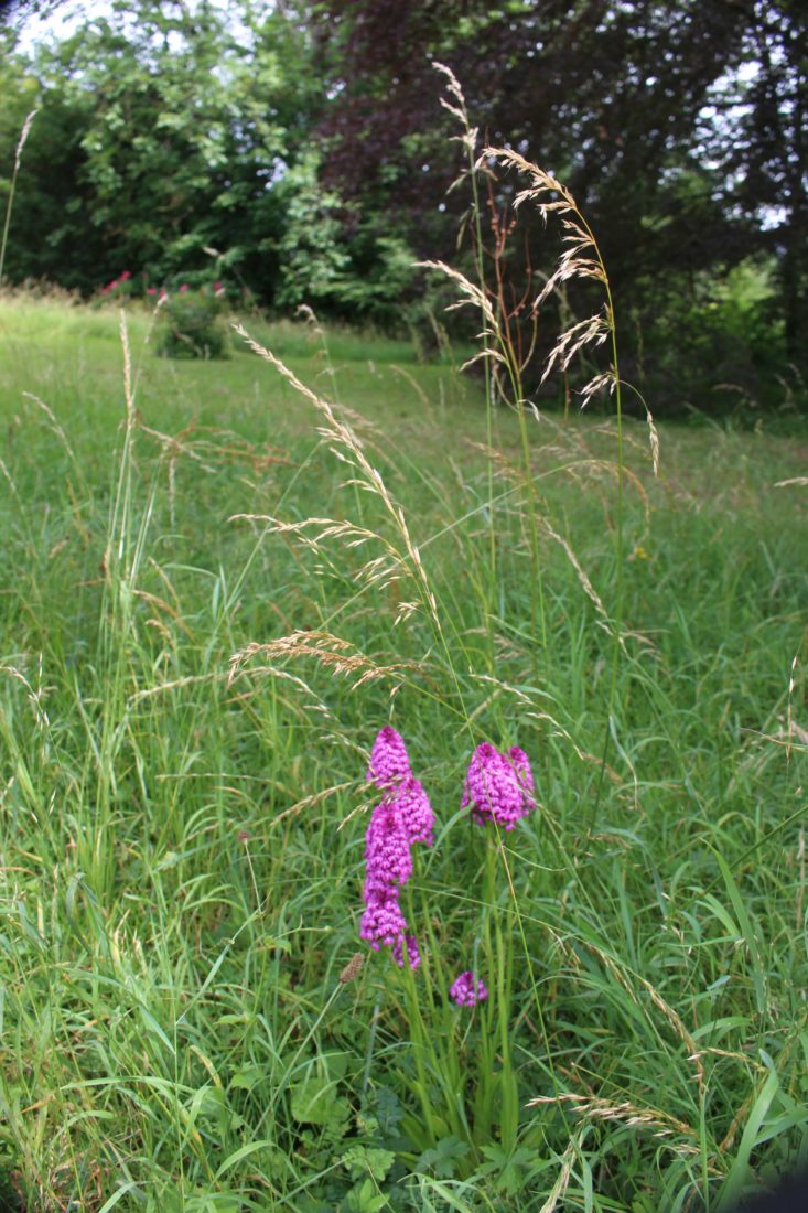 Monts-Boucons Besançon Colette orchidées sauvages