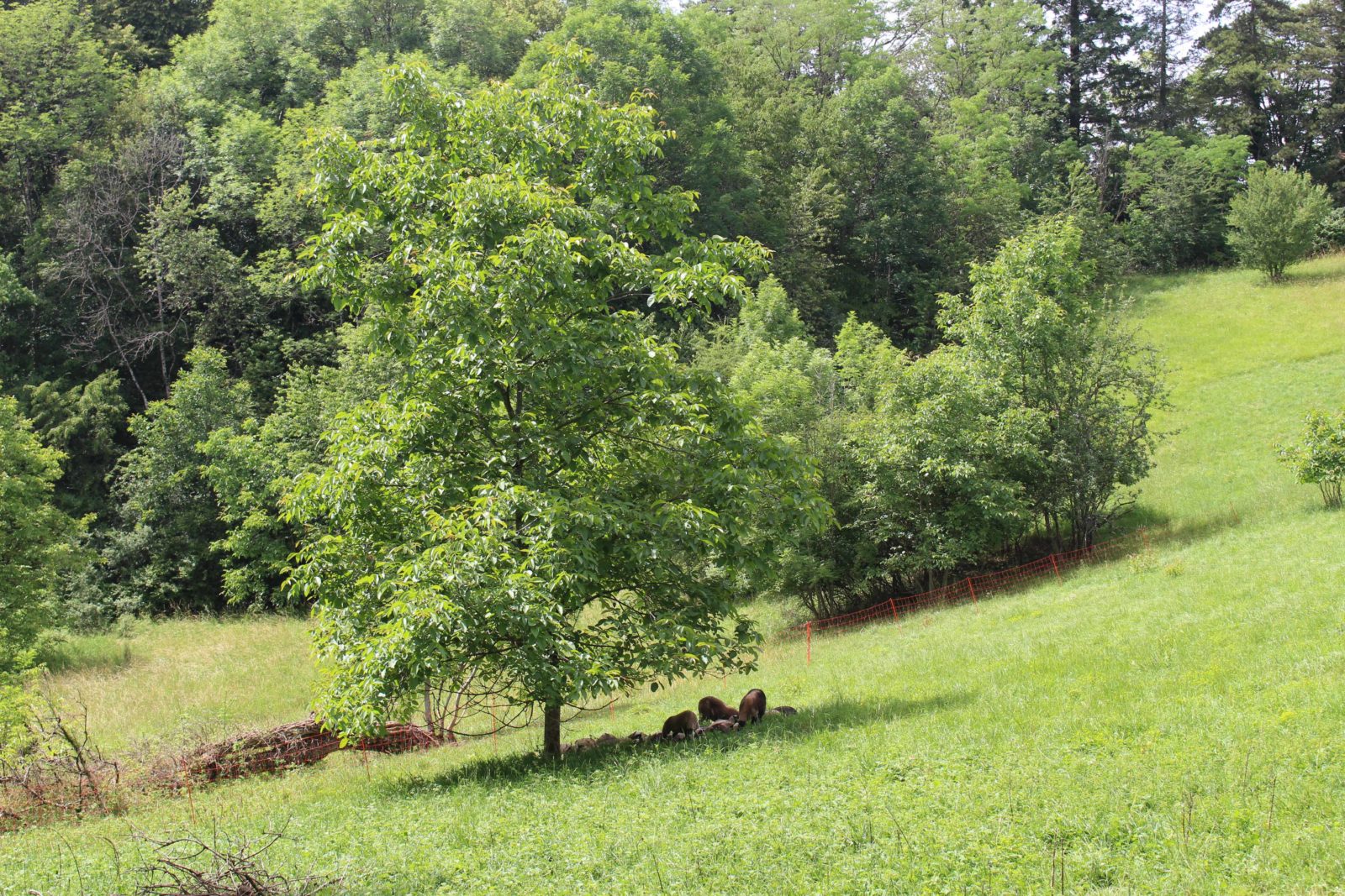 Monts-Boucons Besançon Colette moutons dans le parc