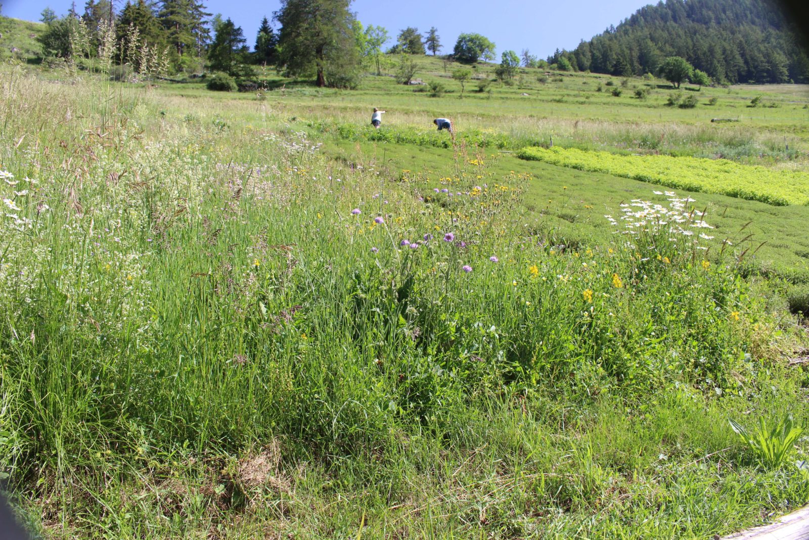  Commeire: parcelles de plantes médicinales