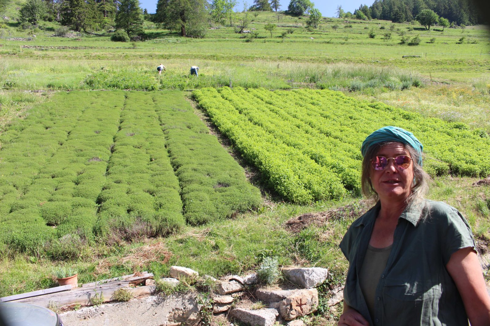  Commeire Isabelle Gabioud y cultive des plantes médicinales. 