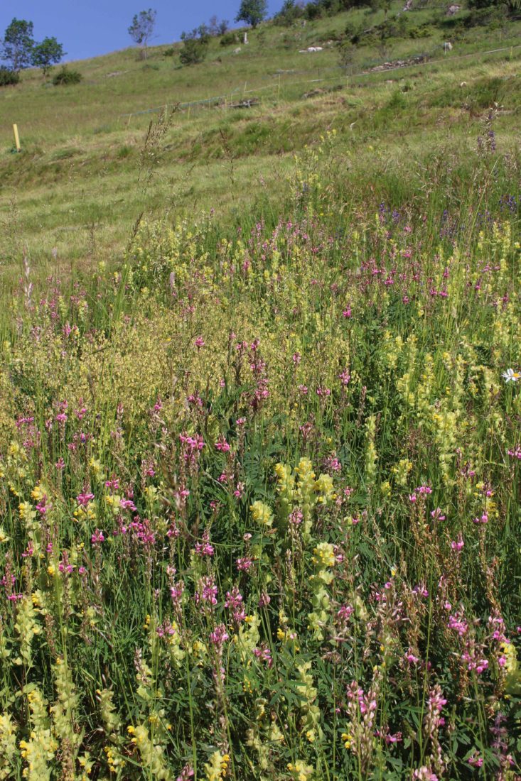  Commeire Valais : mélisse, thym citronné, échinacée, genépi, verveine