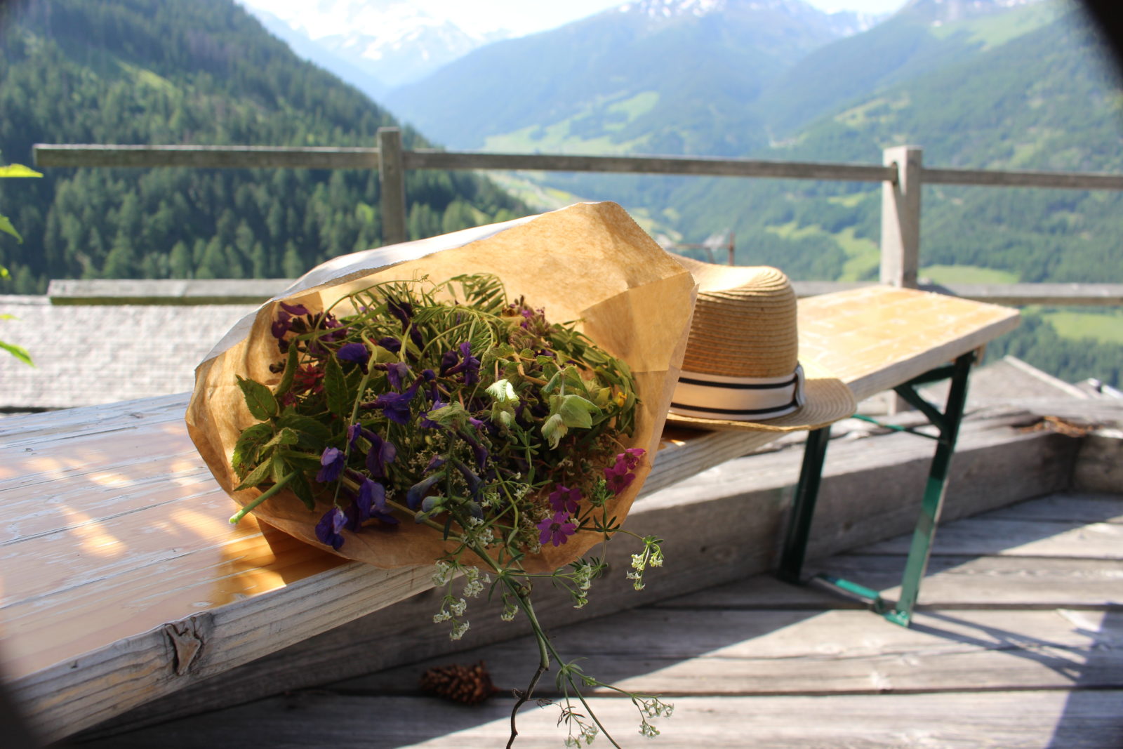 Valais la cueillette de plantes 