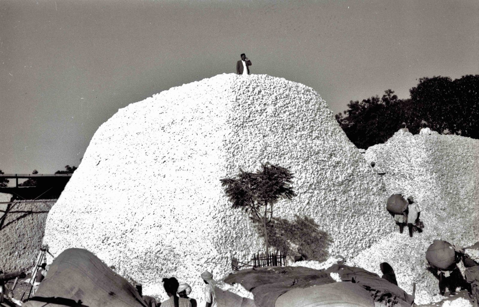 Montagne de coton à Khamgaon, inde