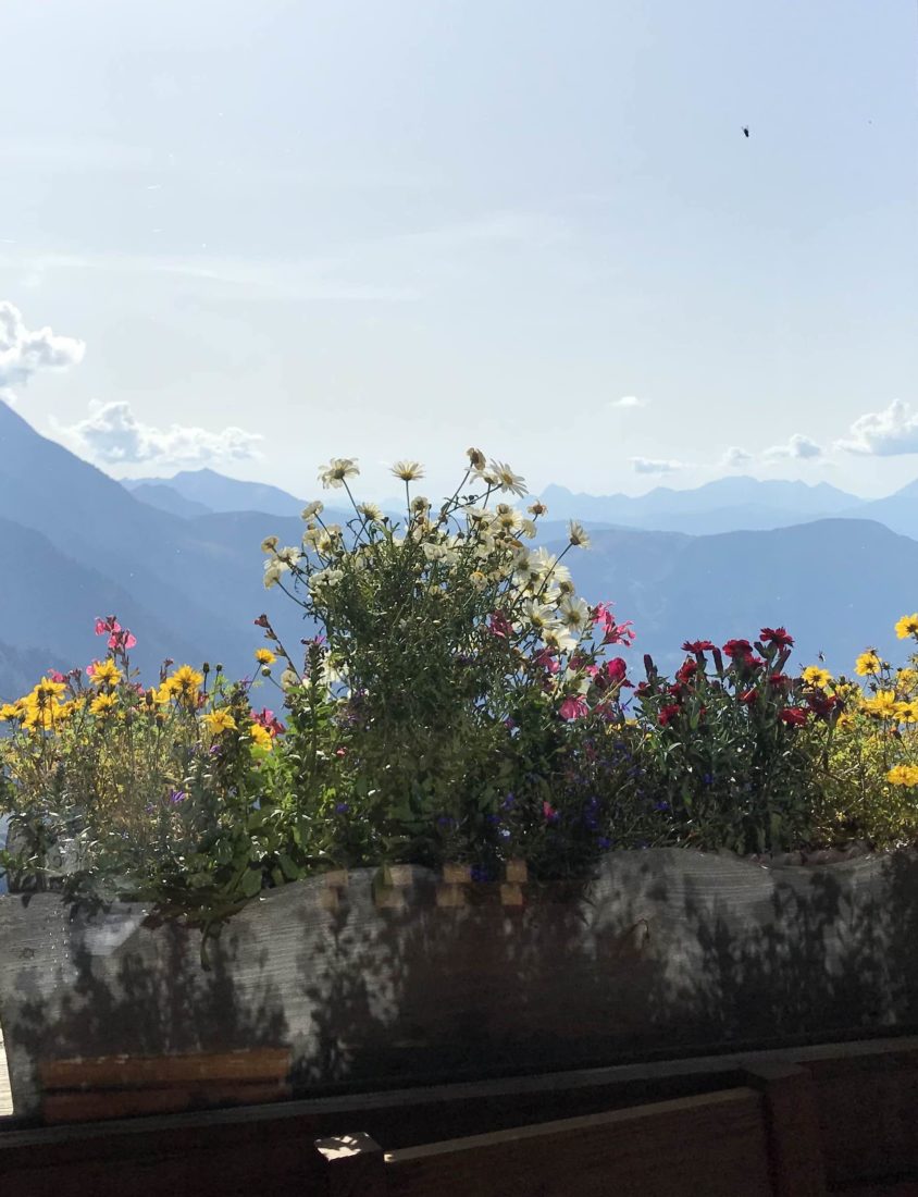 refuge du Plan de l'Aiguille - vue fleurie sur les montagnes 