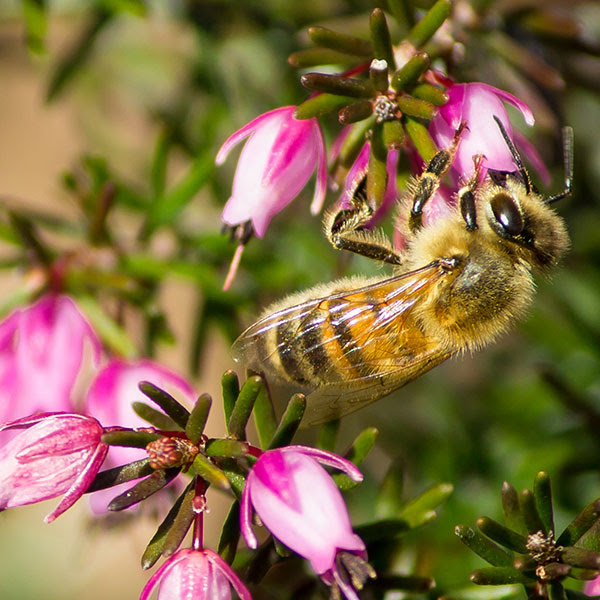 Alpina Gstaad abeilles