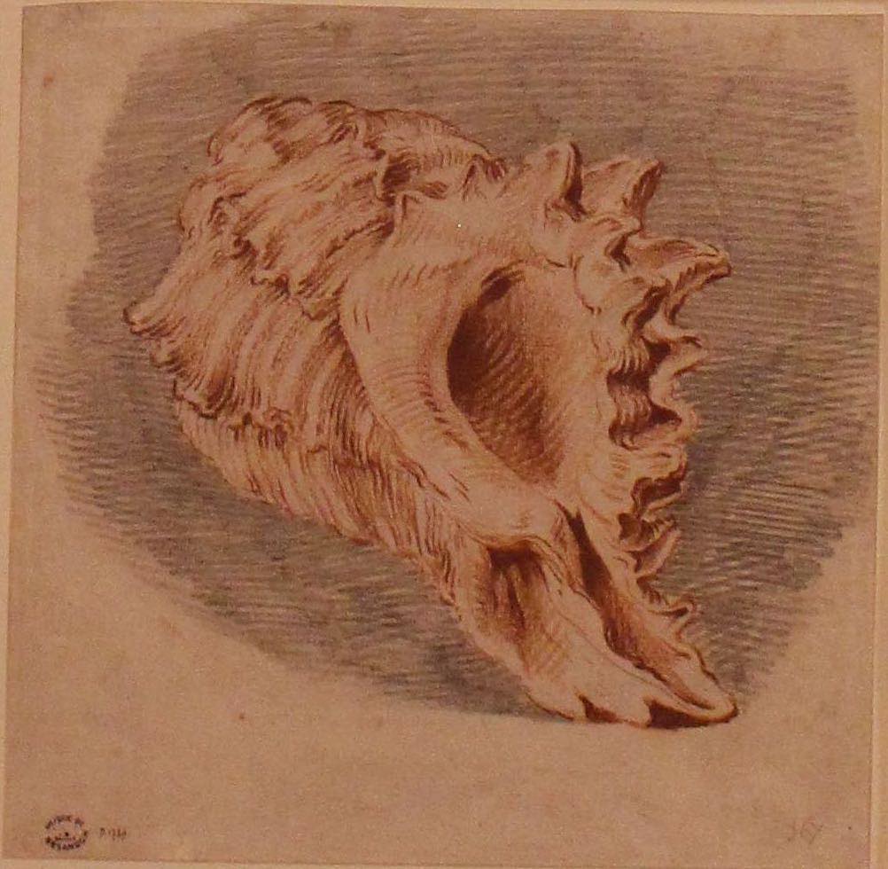 dessin de coquillage F. Boucher