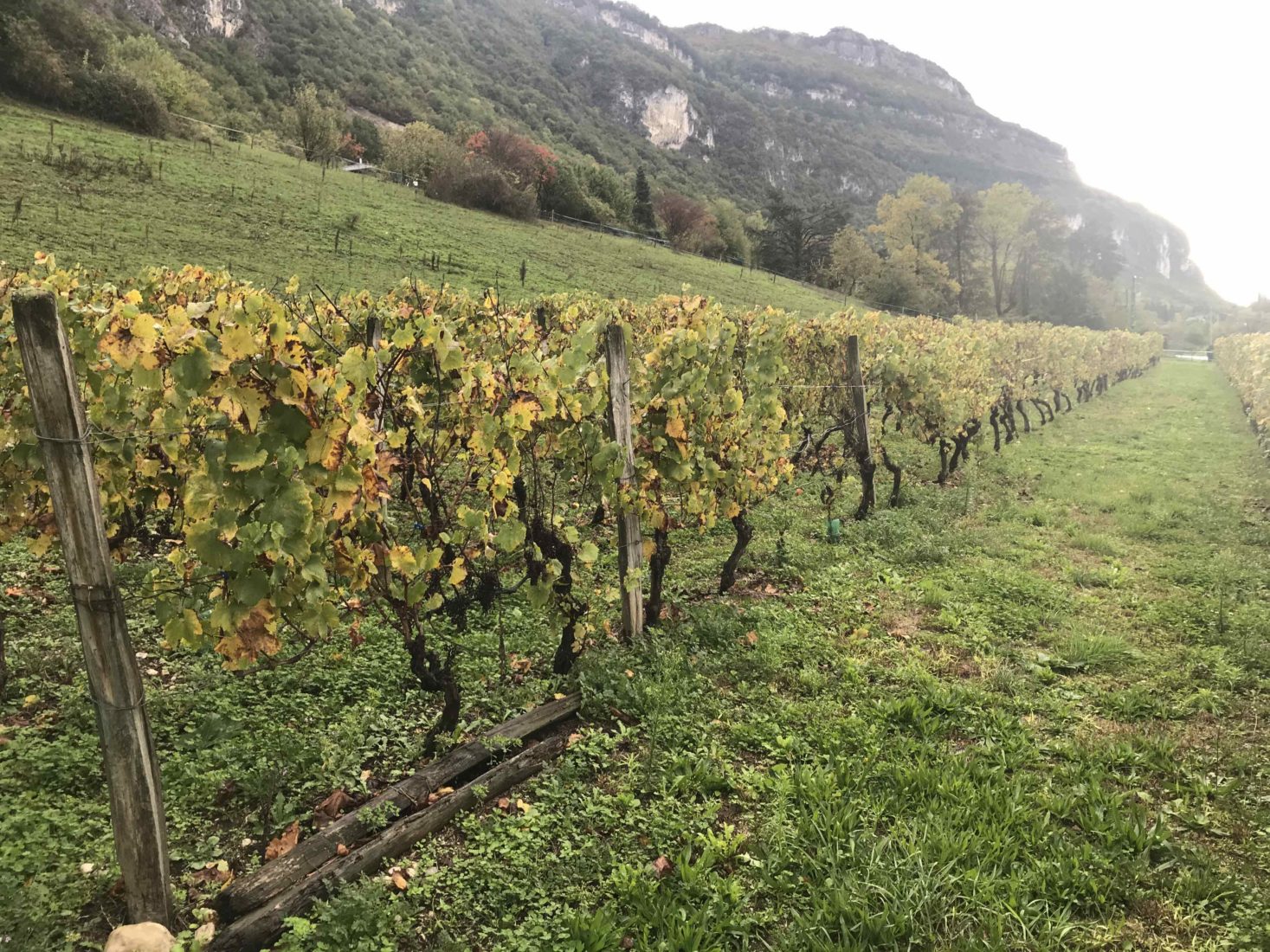 Vignoble lac du Bourget