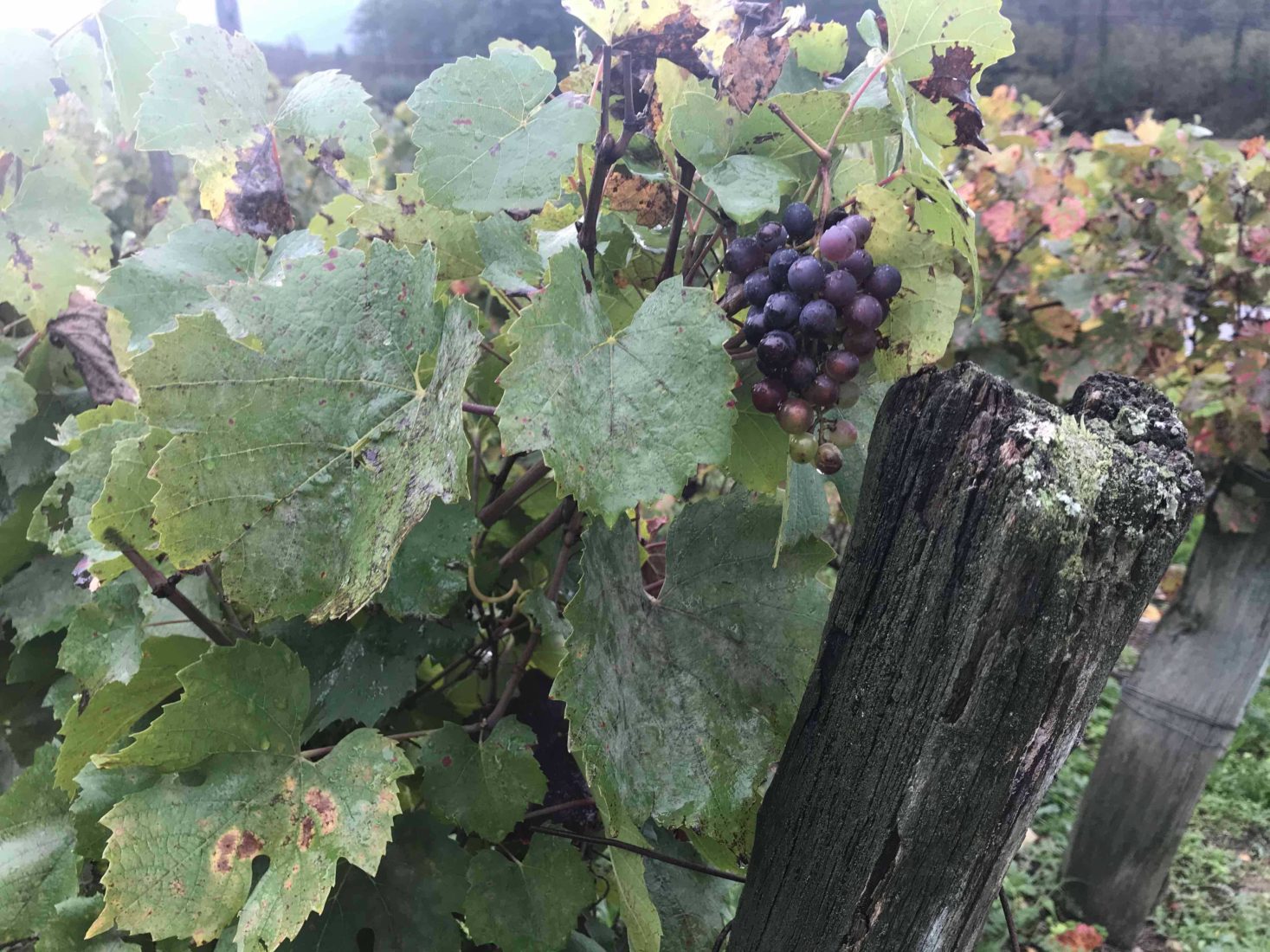 Vignoble au bord du lac du Bourget