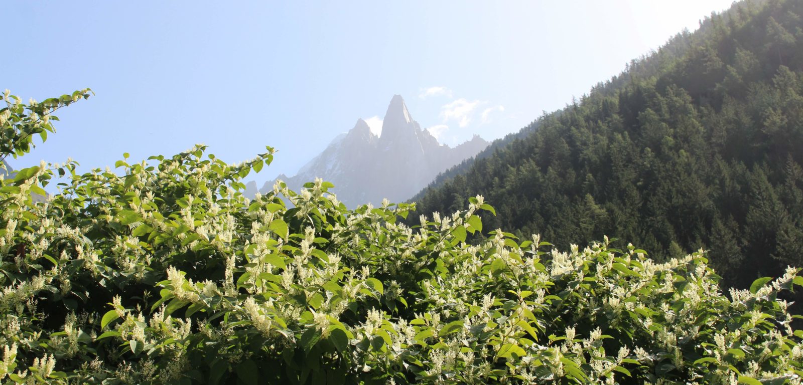 Vue usr les montagnes Chamonix