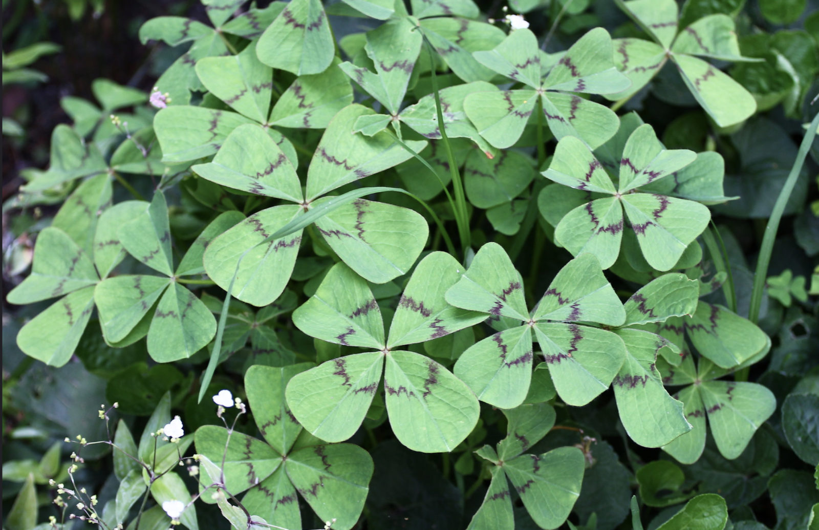 oxalis