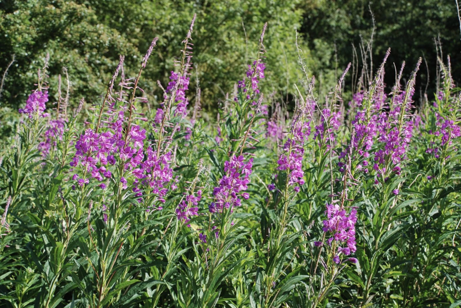 fleurs d'épilobe. 