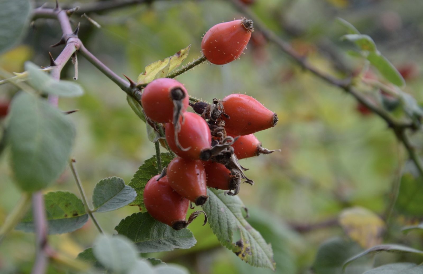 les cynorhodons, fruits de l'églantier