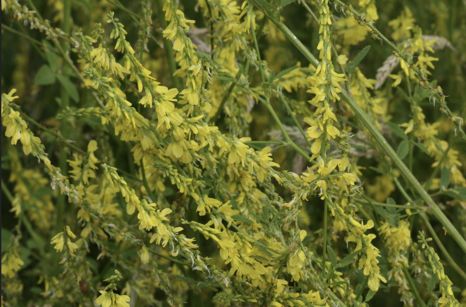 Mélilot jaune