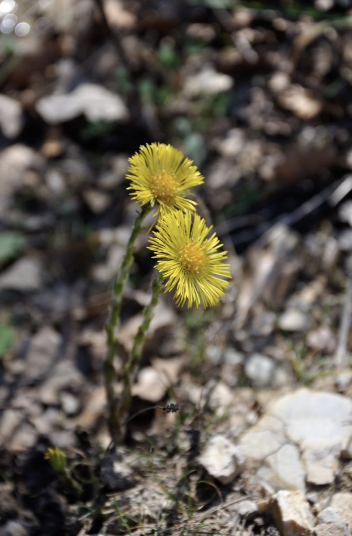 fleurs de tussilage.