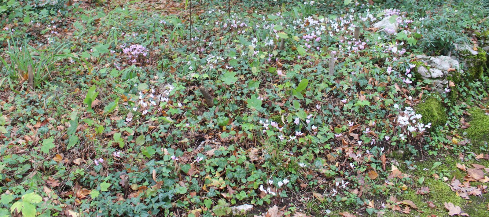 Château Ferney - cyclamens automne 2020