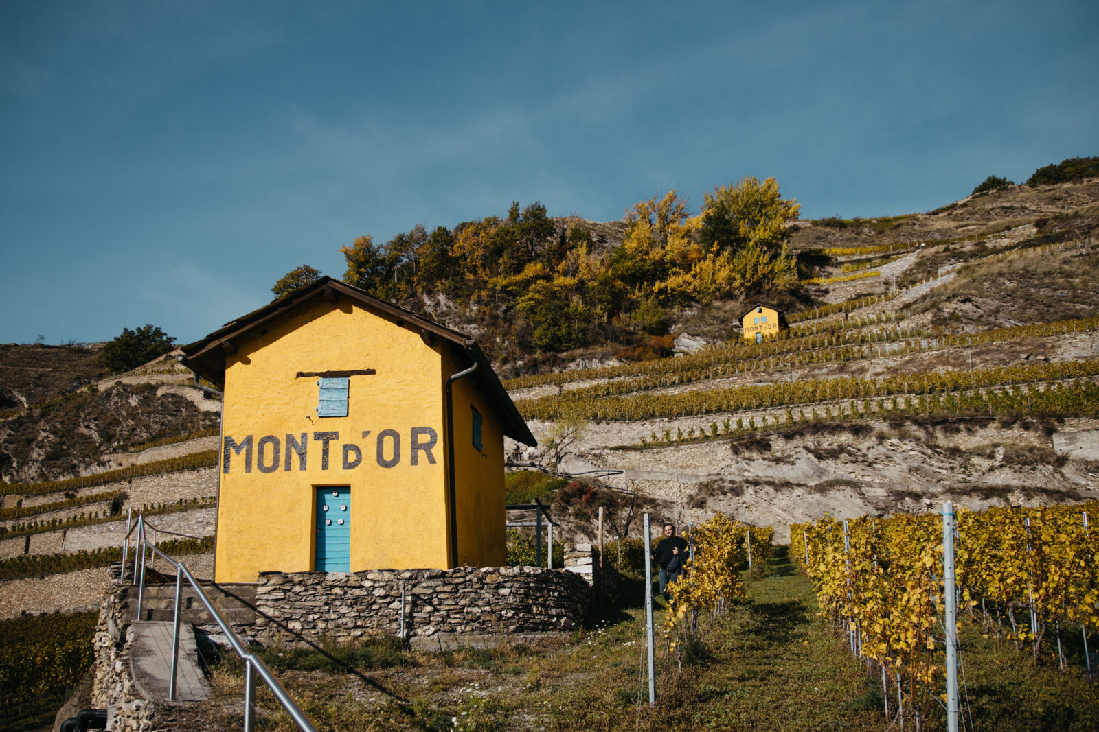 Les guérites jaunes au cœur du vignoble du Mont d'Or