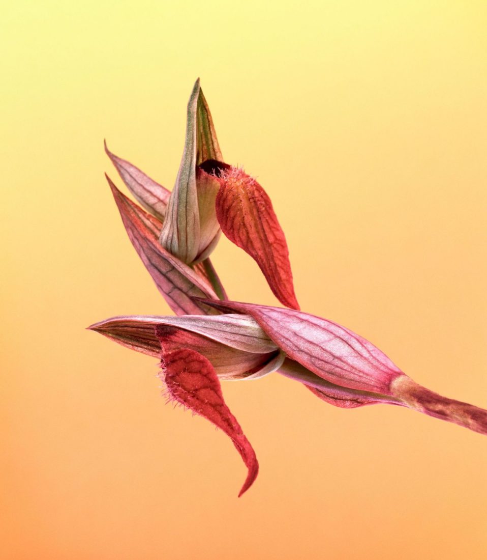 Erwan Frotin, Serapias neglecta