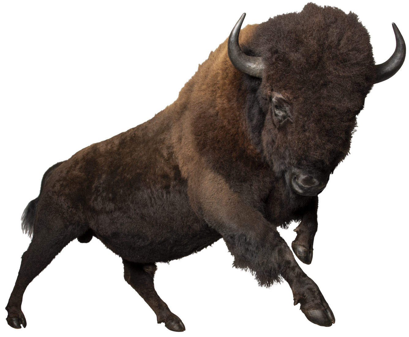 Musée des confluences Bison des plaines (mâle) Amérique du Nord