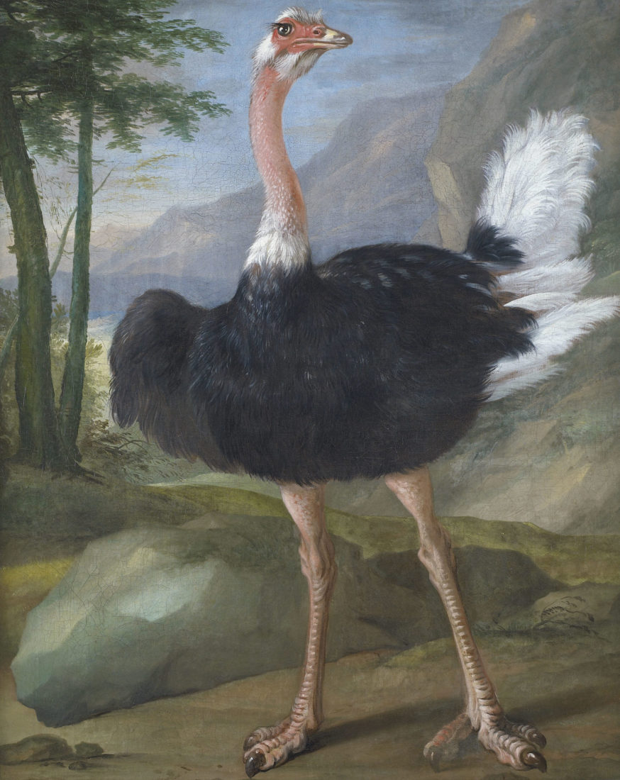 Versailles Autruche Nicasius Bernaerts