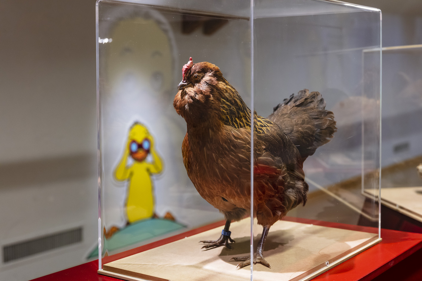 Coq exposition poussins Fribourg 2022