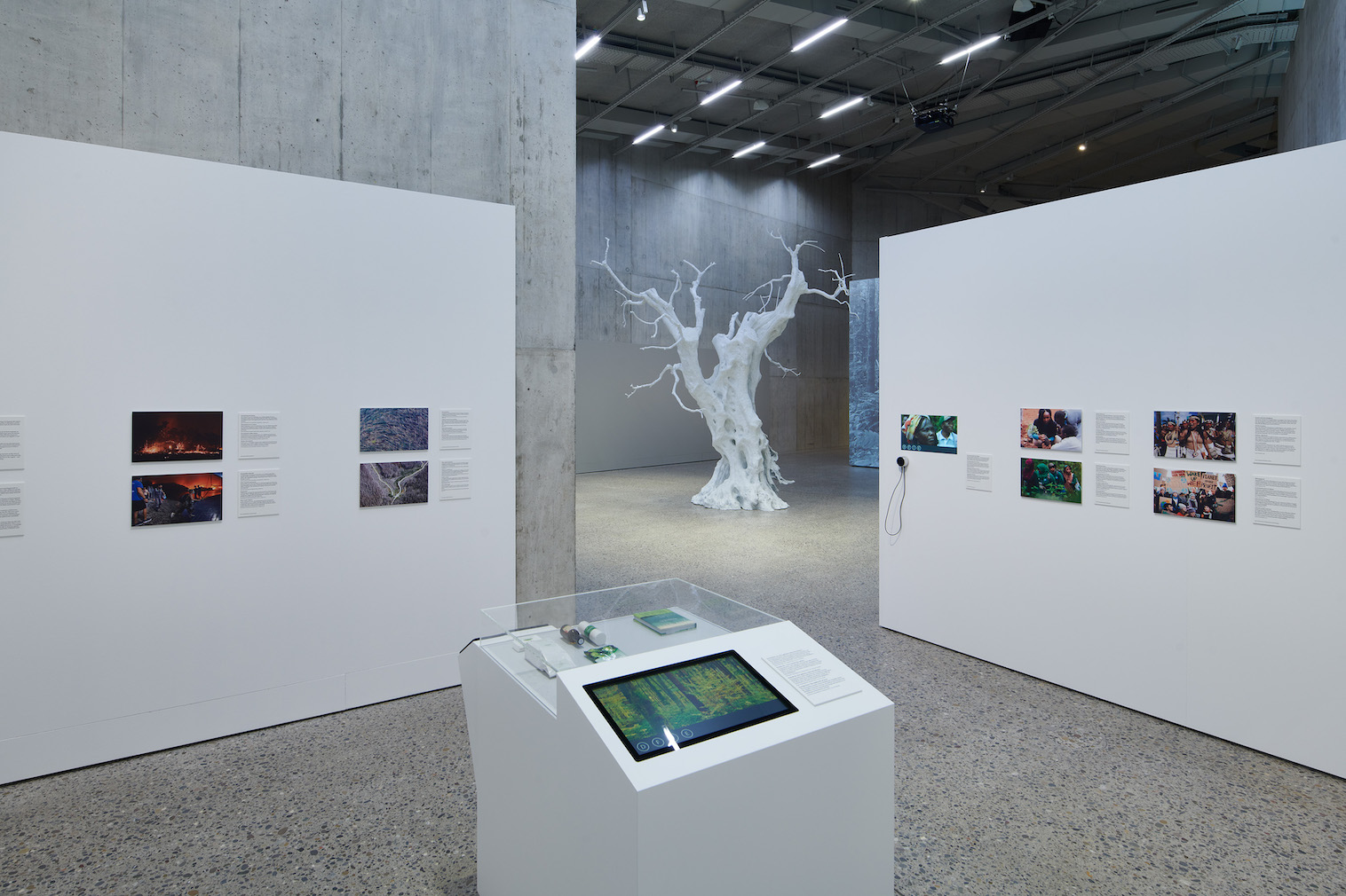 Regard sur l’exposition Forêt Zurich avec arbre de Rondinone