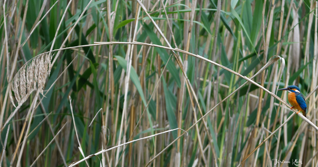 Fête de la nature 2022 Romandie réserve naturelle 