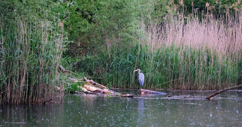 Fête de la nature 2022 Romandie réserve la sauge 