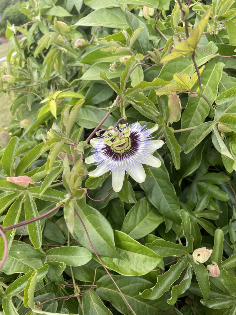 Villa Foscari "La Malcontenta"  jardin 