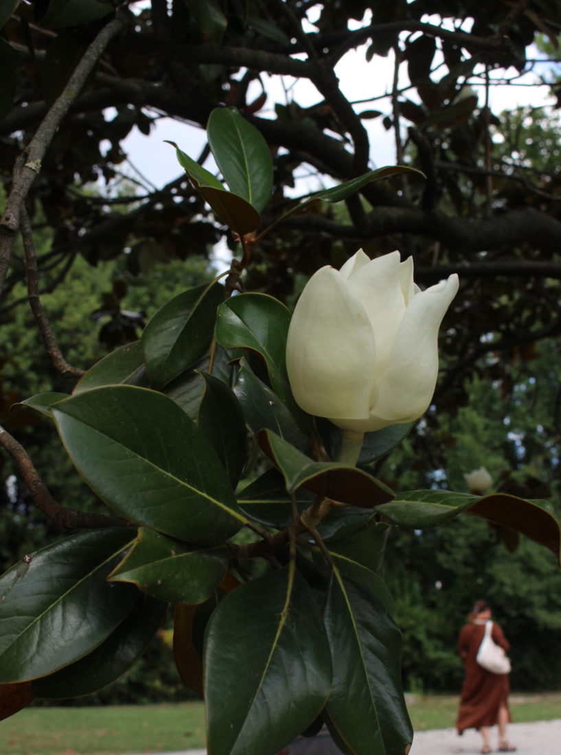 Villa Foscari "La Malcontenta" fleur du aprc