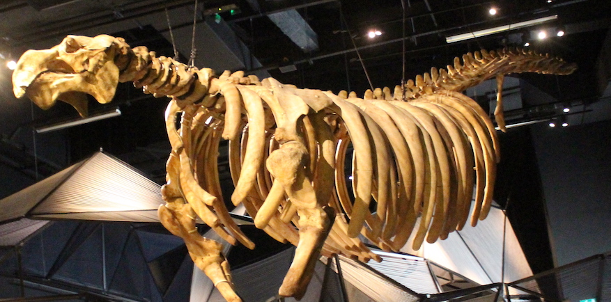 Confluences Lyon Origines squelette dinosaure