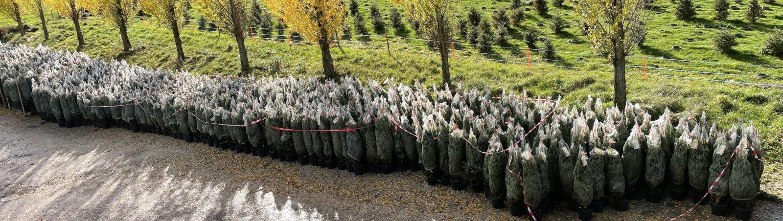 ecosapin Cottens rangée de sapins 