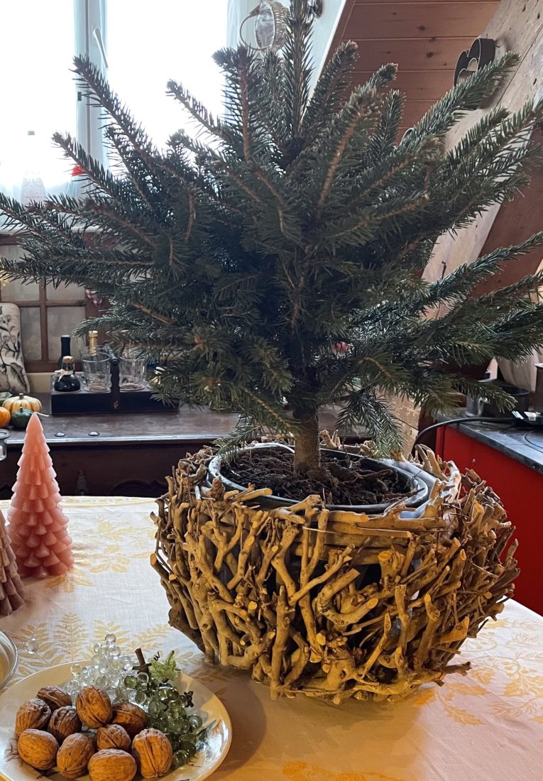 Ecosapin  sapin en pot prêt à la décoration