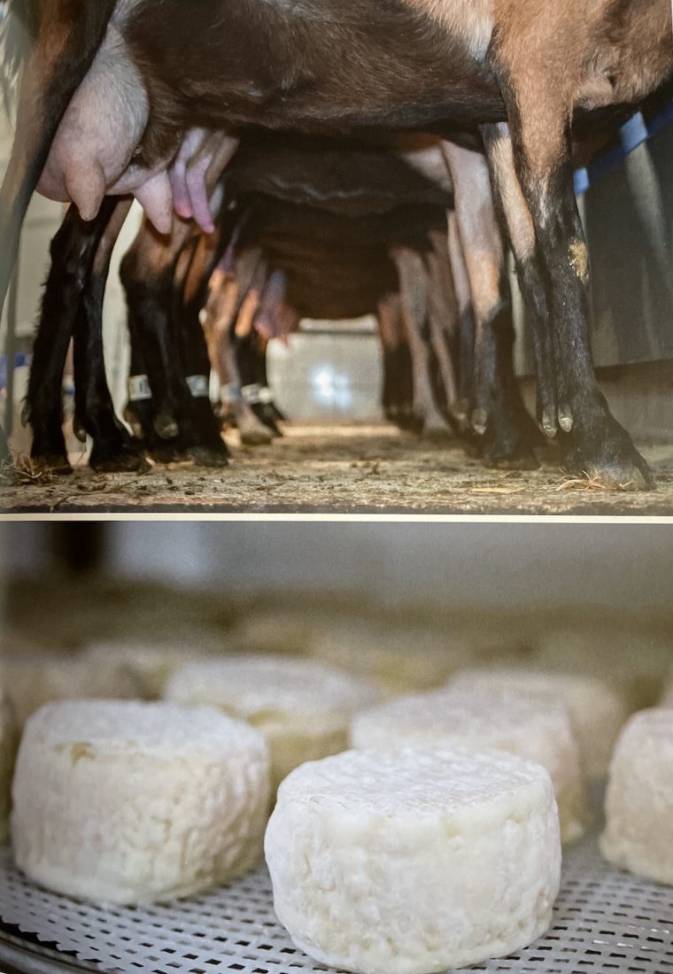 La cuisine du fromager fromages chèvre