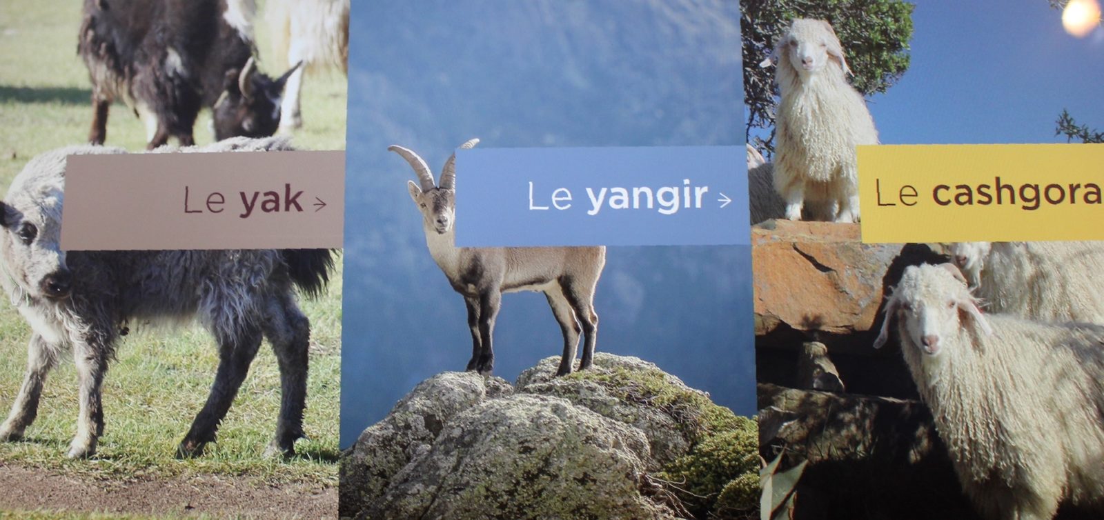 L'Isle-sur-la-Sorgue  La Filaventure animaux à laine